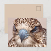 Falcon Nah Postkarte (Vorne/Hinten)