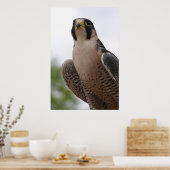 Falcon Poster (Küche)
