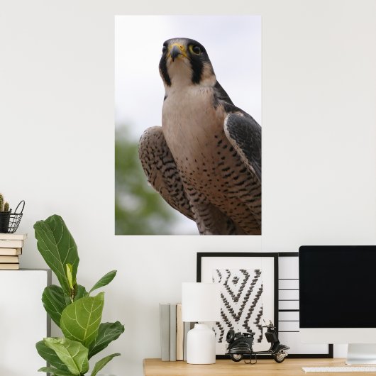 Falcon Poster (Heimbüro)