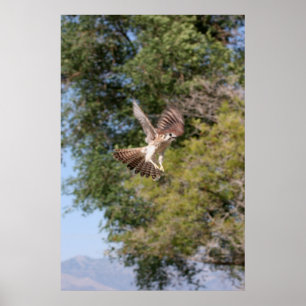 Falcon Poster