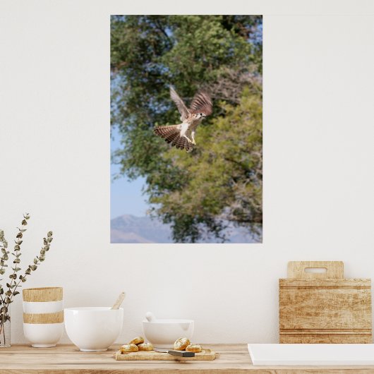 Falcon Poster (Küche)
