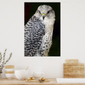 Falcon Poster (Küche)