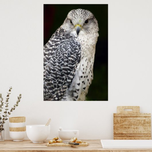 Falcon Poster (Küche)