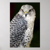 Falcon Poster (Vorne)