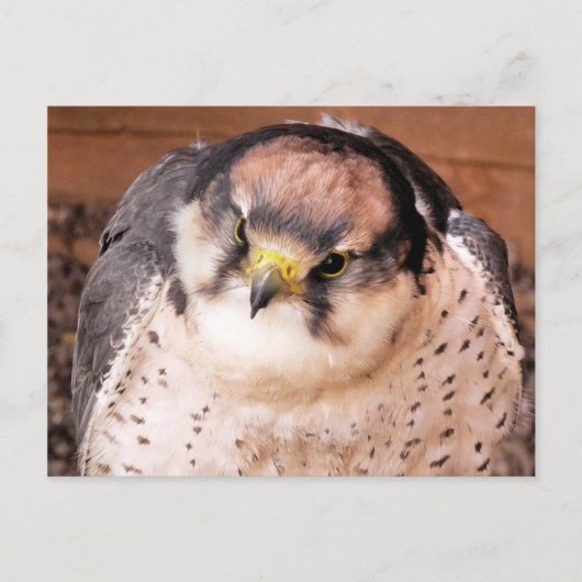 FALCON POSTKARTE (Vorderseite)