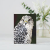 Falcon Postkarte (Stehend Vorderseite)