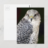 Falcon Postkarte (Vorne/Hinten)
