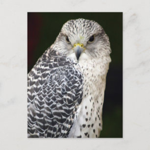 Falcon Postkarte