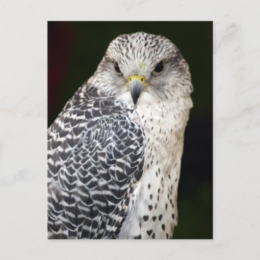 Falcon Postkarte (Vorderseite)