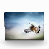 Falcon Soaring in the Sky Fotoblock (Vorderseite)