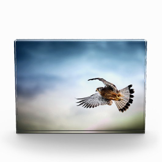 Falcon Soaring in the Sky Fotoblock (Vorderseite)