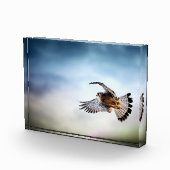 Falcon Soaring in the Sky Fotoblock (Rechts)