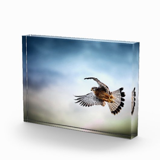 Falcon Soaring in the Sky Fotoblock (Rechts)