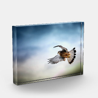 Falcon Soaring in the Sky Fotoblock