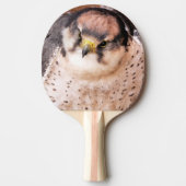 FALCON TISCHTENNIS SCHLÄGER (Vorderseite)