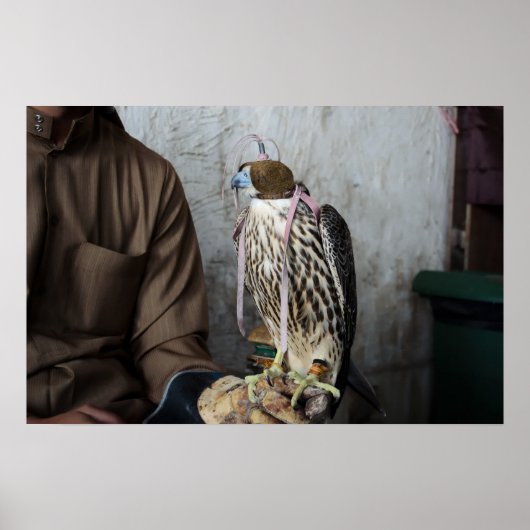 Falconefalke Poster (Vorne)