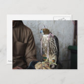 Falconfalke Postkarte (Vorne/Hinten)