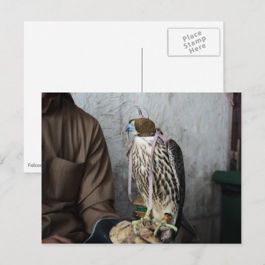 Falconfalke Postkarte (Vorne/Hinten)