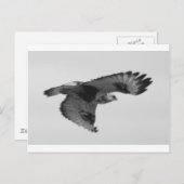 FalconInFlight Postkarte (Vorne/Hinten)