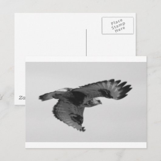 FalconInFlight Postkarte (Vorne/Hinten)