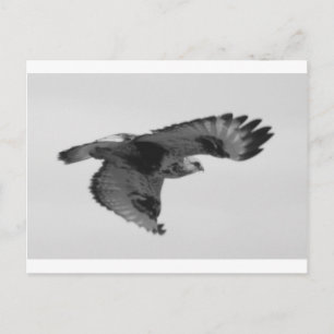 FalconInFlight Postkarte