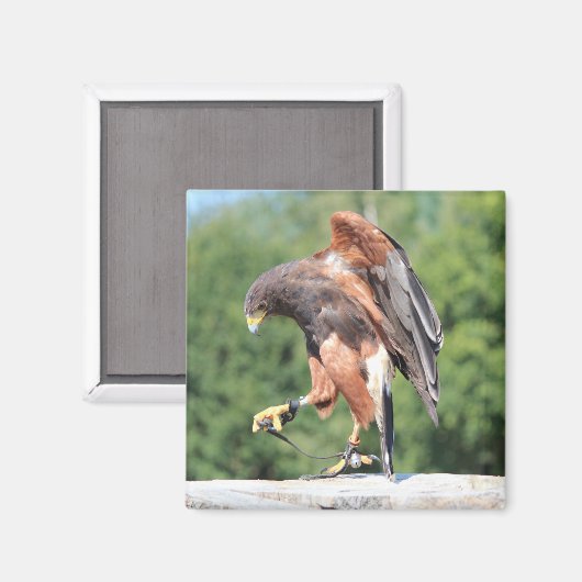 Falconry, Jessed Harris Hawk Magnet (Vorderseite/Rückseite)