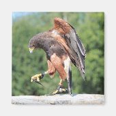 Falconry, Jessed Harris Hawk Magnet (Vorne)