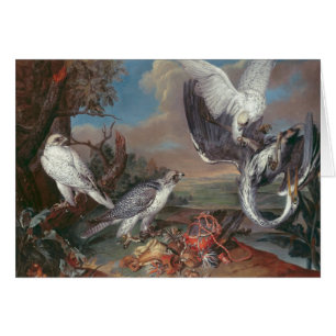 Falcons Grönlands Cyr