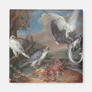 Falcons Grönlands Cyr Magnet