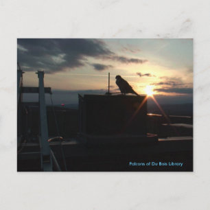 Falcons of Du Bois Library Postcard Postkarte