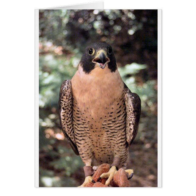 Falke (Vorne)