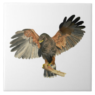 Falke-Flattern Wings Aquarell-Malerei Fliese