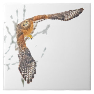 Falke im Flug Fliese