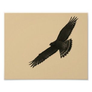 Falke im Flug Fotodruck