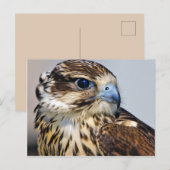 Falke in Profil Postkarte (Vorne/Hinten)