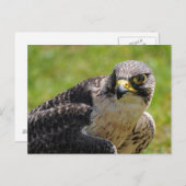 Falke Postkarte (Vorne/Hinten)