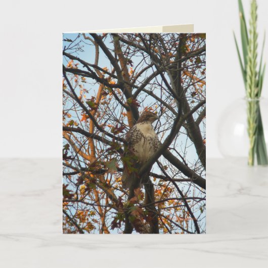 Falke-Tag Karte (Vorderseite)