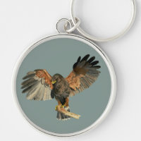 Falke-Vogel-Aquarell-Malerei