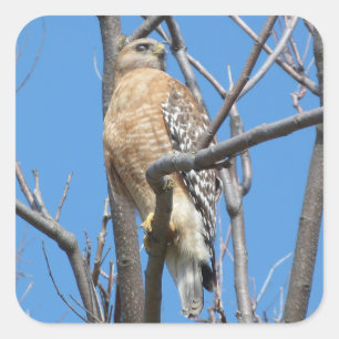 Falke, Vogel, Opfervogel, der Falke des Quadratischer Aufkleber