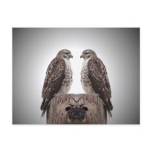 Falken auf dem Posten