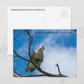 Falken auf der Jagdkarte Postkarte (Vorne/Hinten)