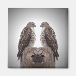 Falken auf einem Posten Magnet