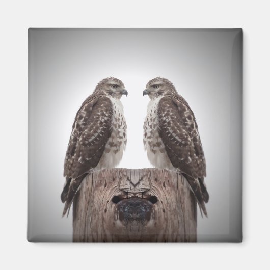 Falken auf einem Posten Magnet (Vorne)