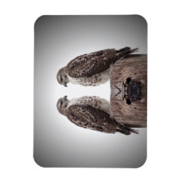 Falken auf einem Posten Magnet