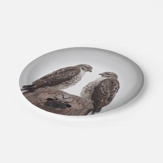 Falken auf einem Posten Pappteller (Schrägansicht)