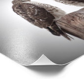 Falken auf Posten Fotodruck (Ecke)