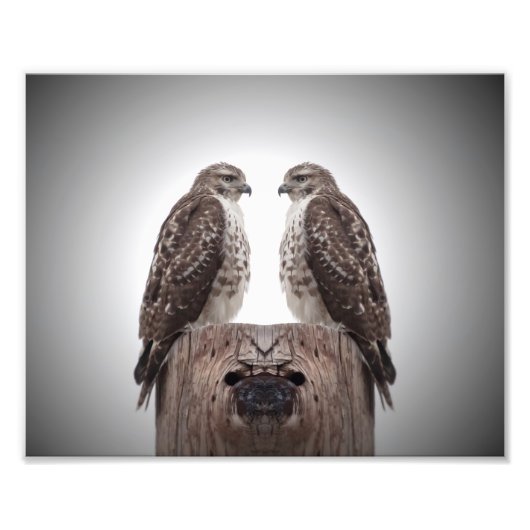 Falken auf Posten Fotodruck (Vorne)