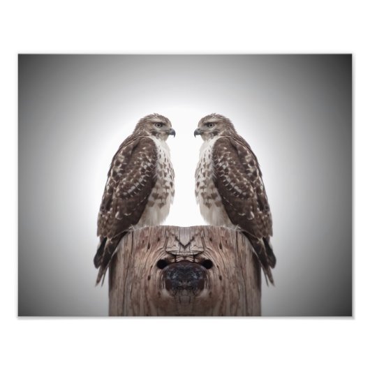 Falken auf Posten Fotodruck (Vorne)