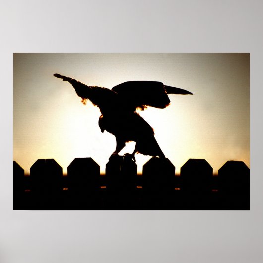 Falken auf Zaun Poster (Vorne)