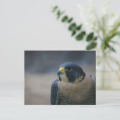 Falken Postkarte (Stehend Vorderseite)